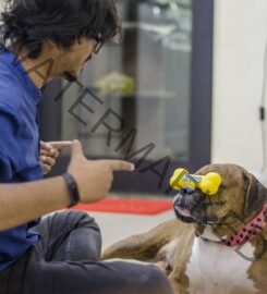 Petguru Academy Dog Training in Pune