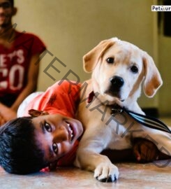 Petguru Academy Dog Training in Pune