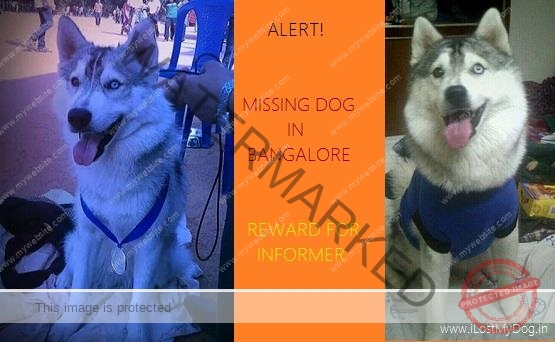 🔴 Poppins, A Siberian Husky Dog missing in Bangalore