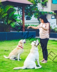 Pune-Chennai Dog Training Academy in Chennai