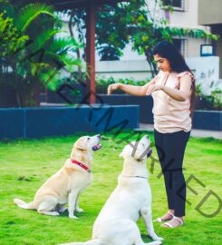 Pune-Chennai Dog Training Academy in Chennai