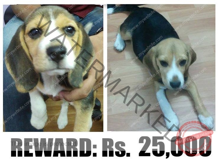 🔴 Snoopy, A female beagle Pup missing in Bangalore. Rs. 25,000 Reward.