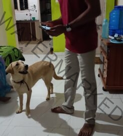 Suman’s Dog Training in Bangalore.