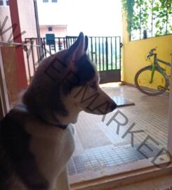 Suman’s Dog Training in Bangalore.