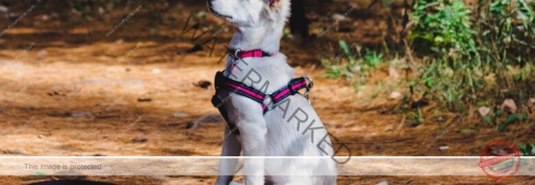 The Training Barn Dog Trainer in Pune