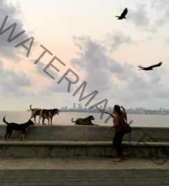 The Welfare of Stray Dogs- NGO in Mumbai