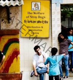 The Welfare of Stray Dogs- NGO in Mumbai