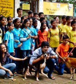 The Welfare of Stray Dogs- NGO in Mumbai