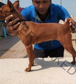 Uday, Dog training in Bangalore