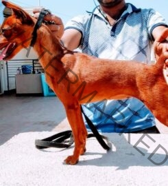 Uday, Dog training in Bangalore