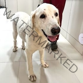 🟡 Is this your missing dog? Found in Gurgaon.