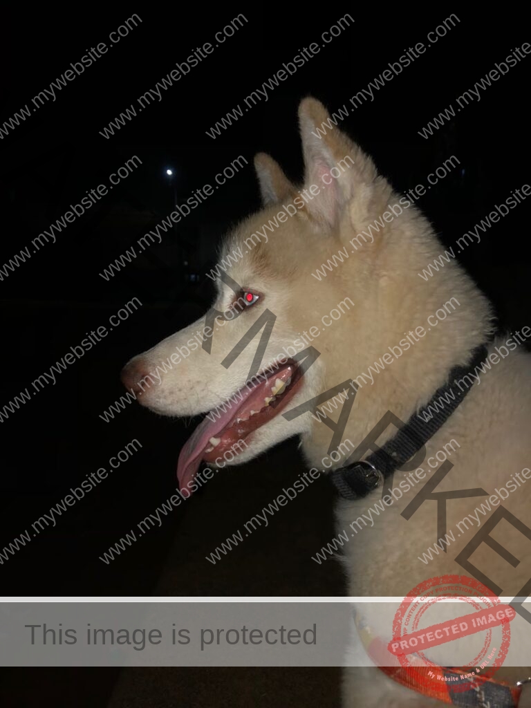 🔴 Rudra, a male Husky dog missing in Bangalore