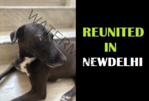 🟢 Biscuit, missing dog reunited in new Delhi.