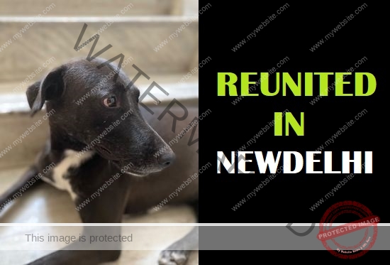 🟢 Biscuit, missing dog reunited in new Delhi.