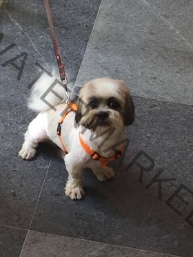 🔴 Buntu, a Male Shih Tzu Dog Missing in Bangalore