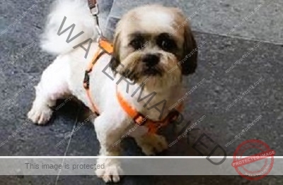 🔴 Buntu, a Male Shih Tzu Dog Missing in Bangalore
