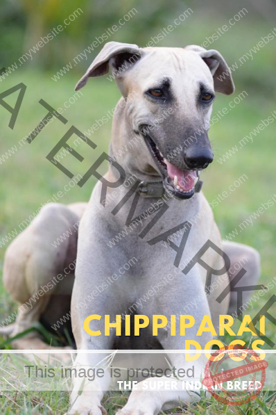 Chippiparai Dog Price | The Super dog breed of India.