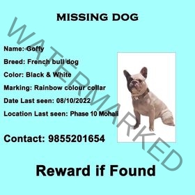 🟢 Goofy, a Missing French Bulldog Reunited in Mohali