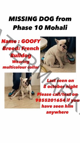 🟢 Goofy, a Missing French Bulldog Reunited in Mohali