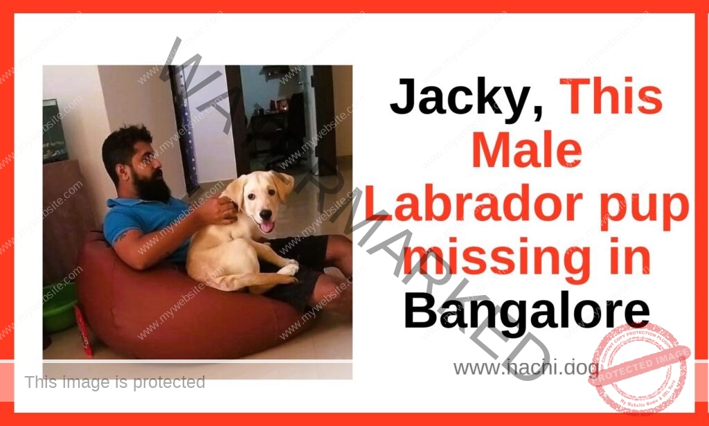 🔴 Jacky, A Male Labrador Pup Missing in Bangalore