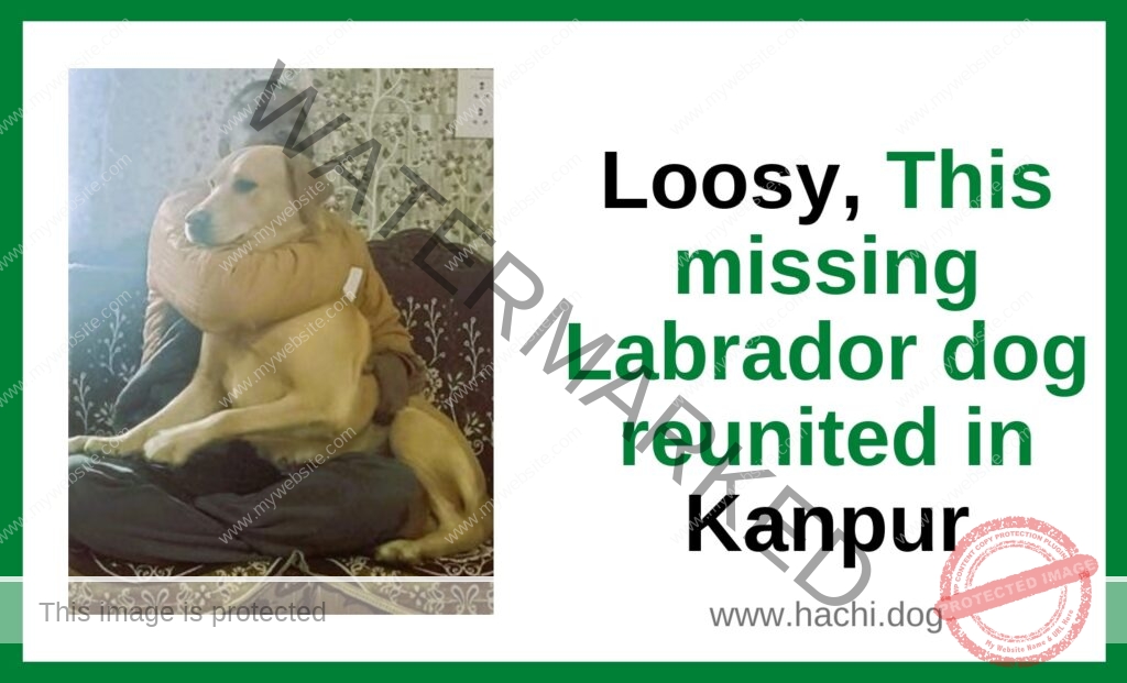 🟢 Loosy, A Missing Labrador Dog Reunited in Kanpur