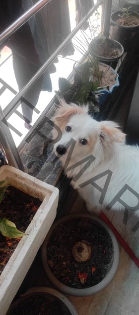 🟢 Oreo, A Japanese Spitz Male Dog Missing in New Delhi