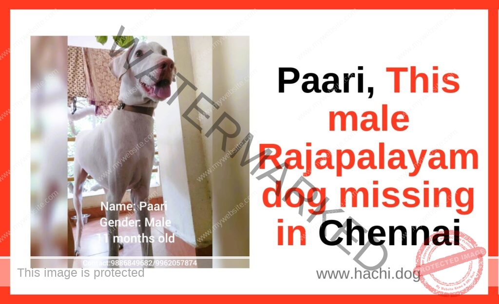 🔴 Paari, A Male Rajapalayam Dog Missing in Tambaram, Chennai