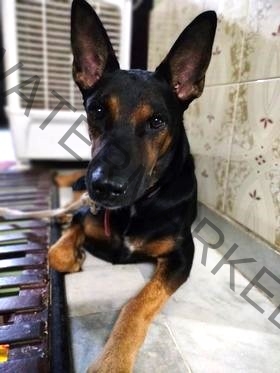 🔴 Rocky, a male German shepherd dog missing in Jodhpur