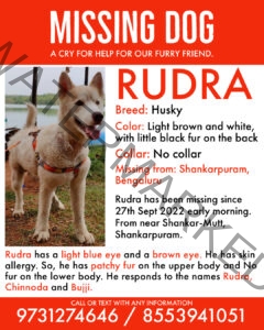🔴 Rudra, a male Husky dog missing in Bangalore