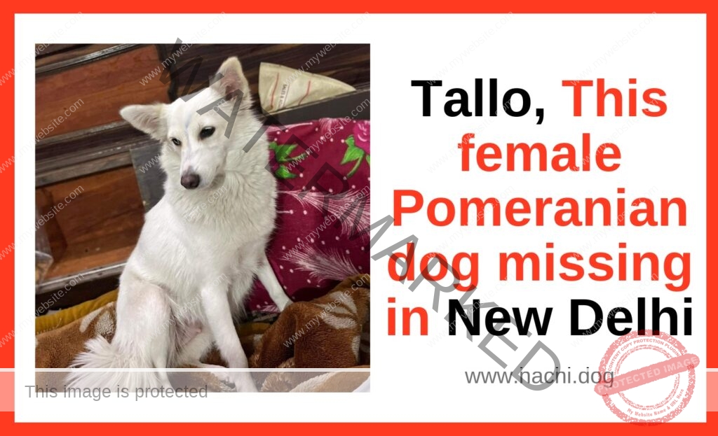 🔴 Tallo, A Female Pomeranian Dog Missing In New Delhi