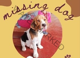 🔴 Toby, a Male Beagle Dog Missing in Bangalore