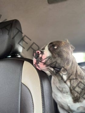 🟢 Tyson, Missing American Bully Dog reunited in Bathinda