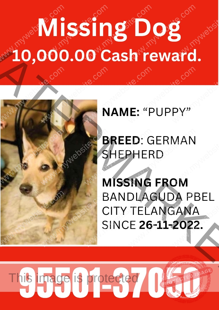 🔴 Puppy, A Male German Shepherd Missing in Telangana.
