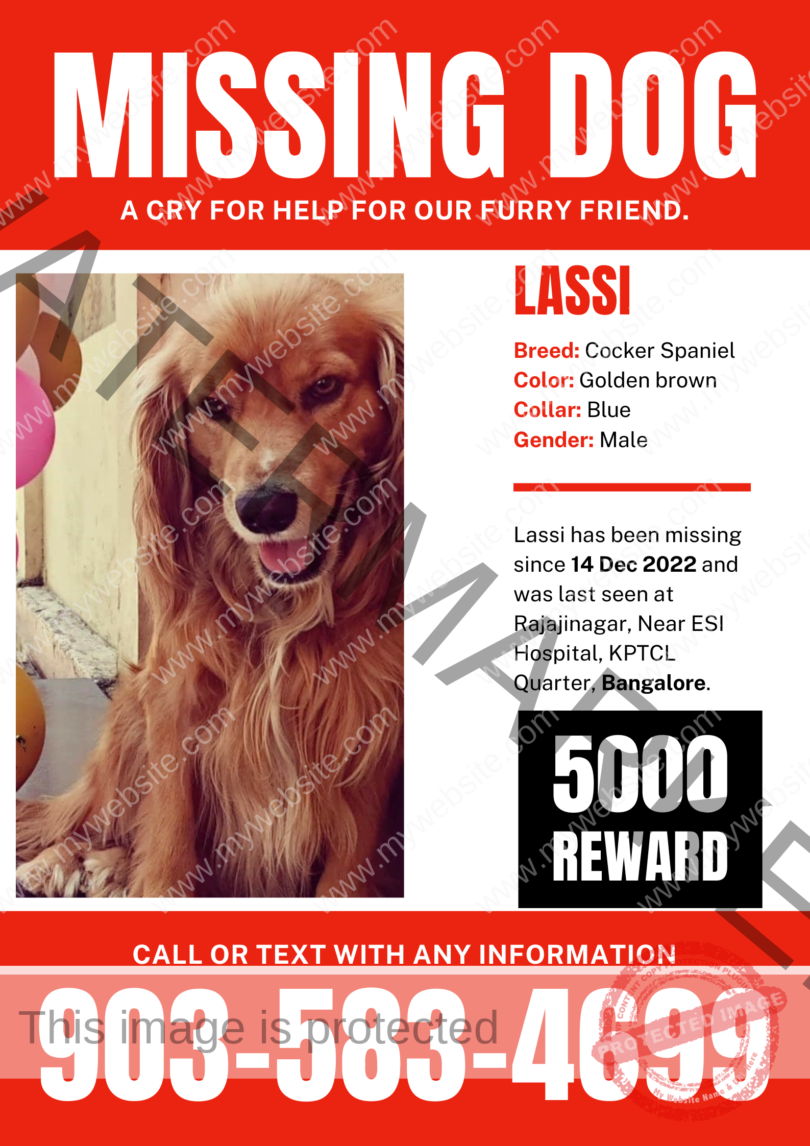 🔴 Lassi, A Cocker spaniel dog missing in Bangalore