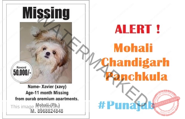 🔴 Xavier, a male Shih Tzu dog missing in Mohali