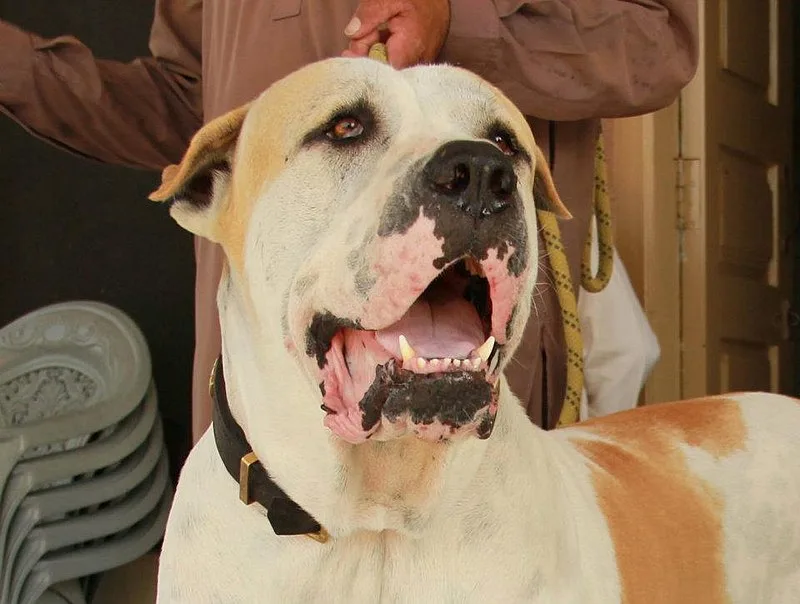 🔵 Bully Kutta- Bully Kutta price in India