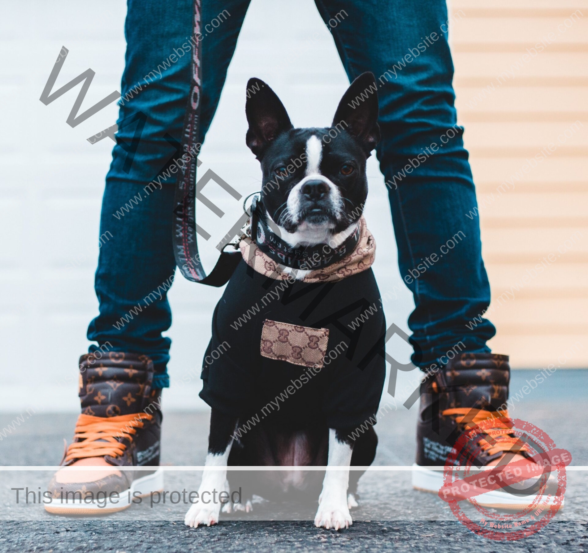 🔵 Blue French Bulldog: The Mesmerizing Dogs with a Blue-Coated Elegance