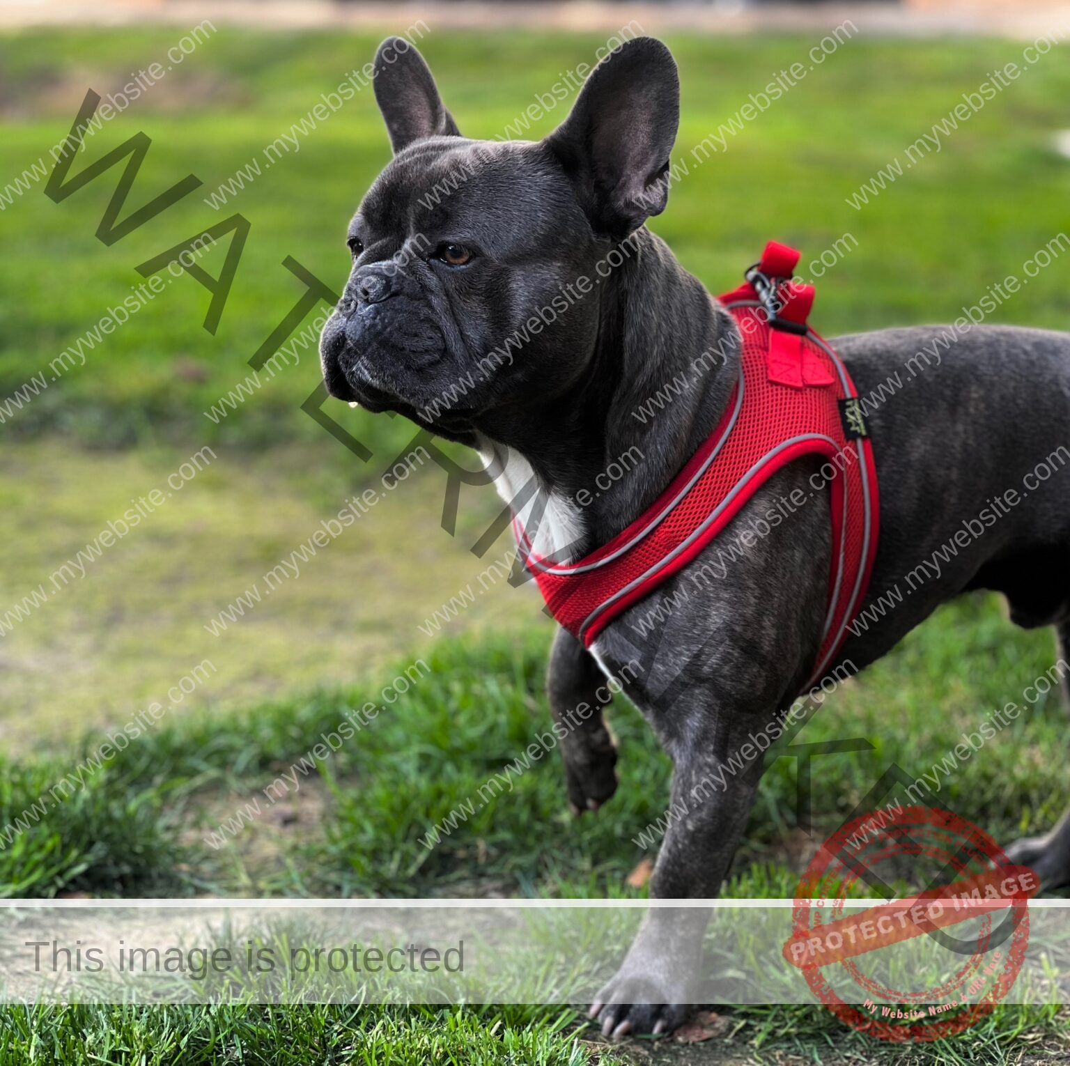 Unveiling The Captivating Charm Of The French Bulldog With Mesmerizing Blue Eyes