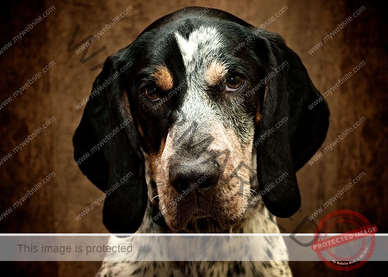 🔵 Blue Tick Hound Puppies