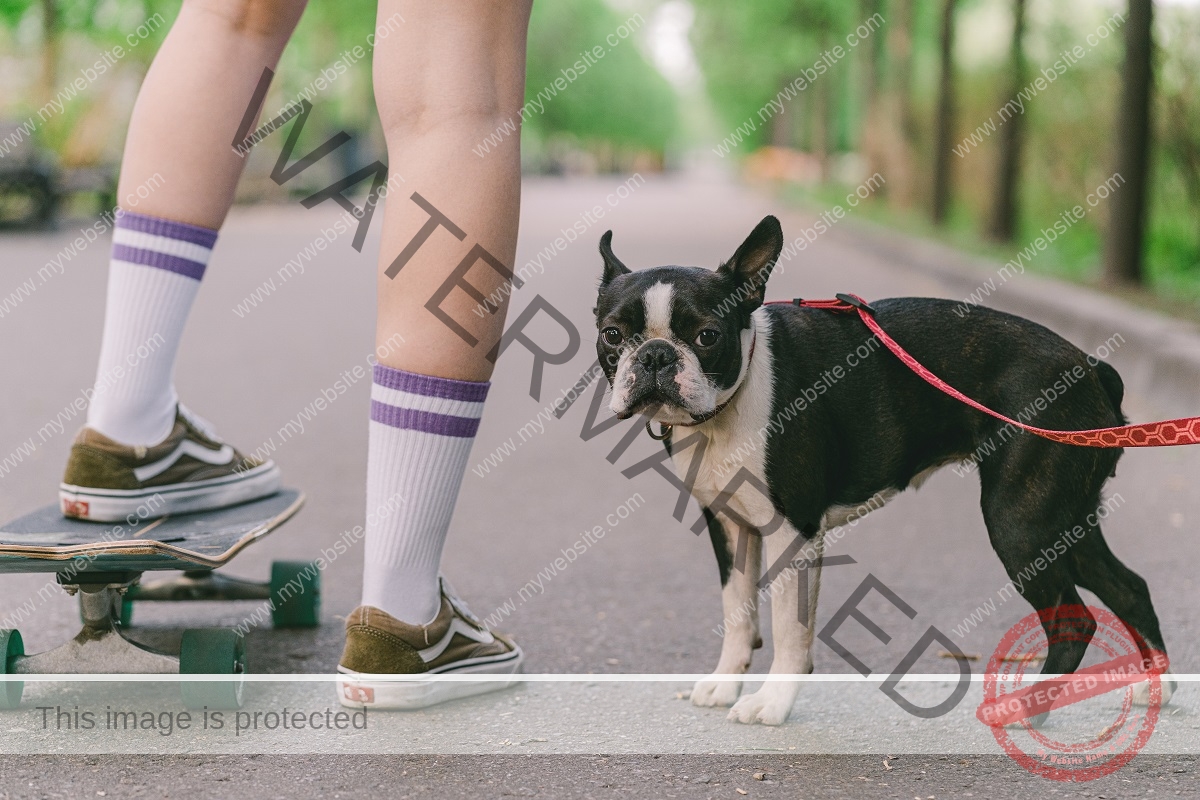 🔵 The Boston Terrier: The American Gentleman of Dog Breeds.