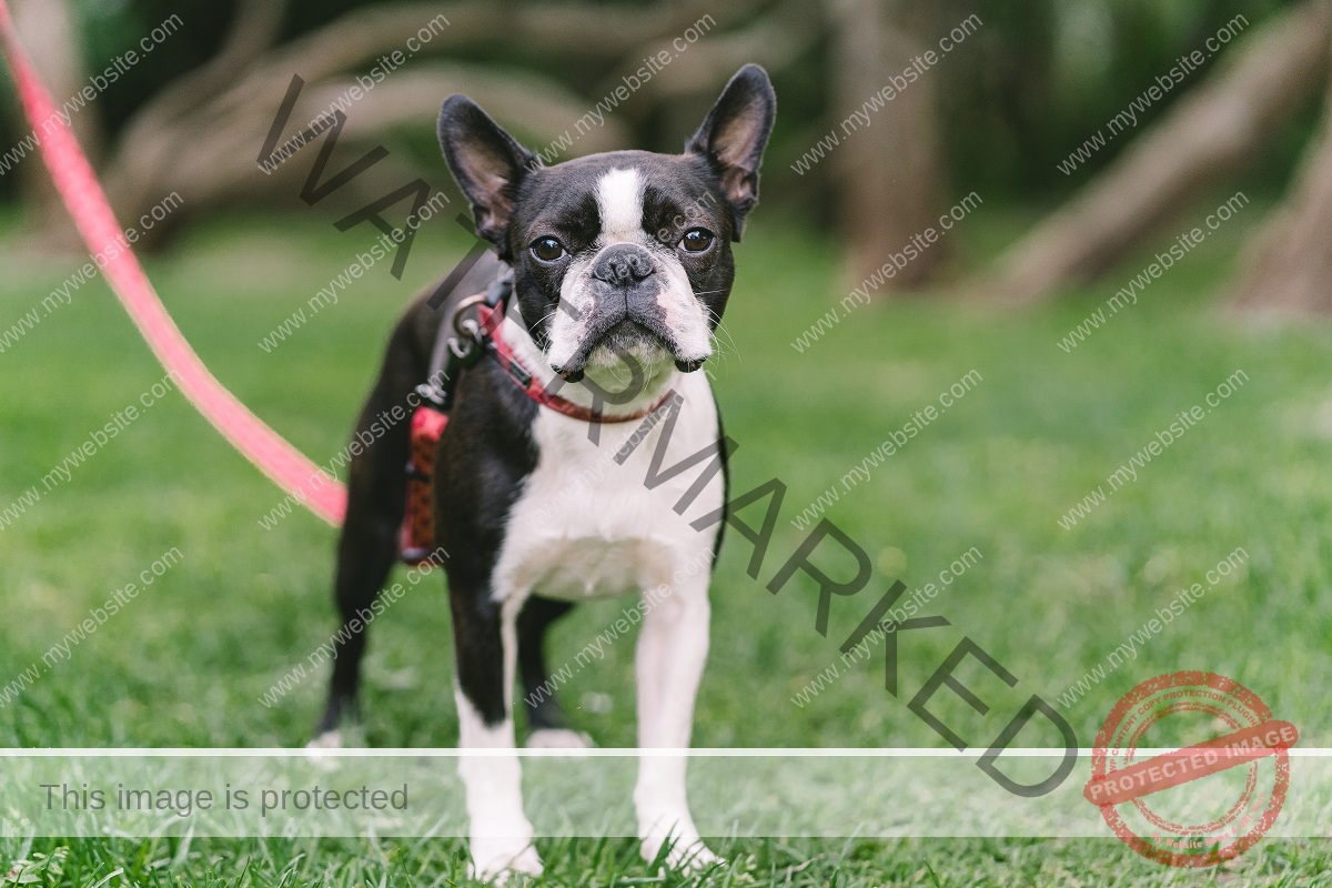 🔵 The Boston Terrier: The American Gentleman of Dog Breeds.