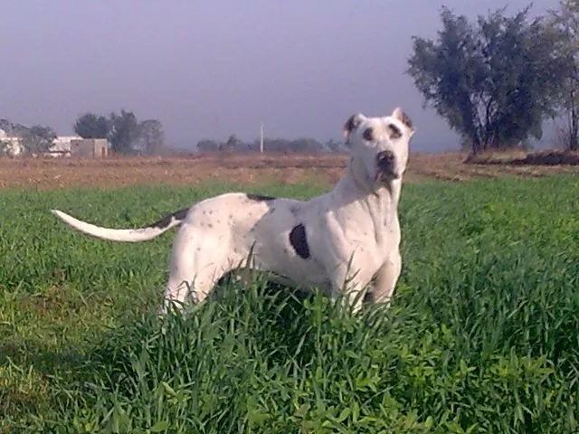 🔵 Bully Kutta- Bully Kutta price in India