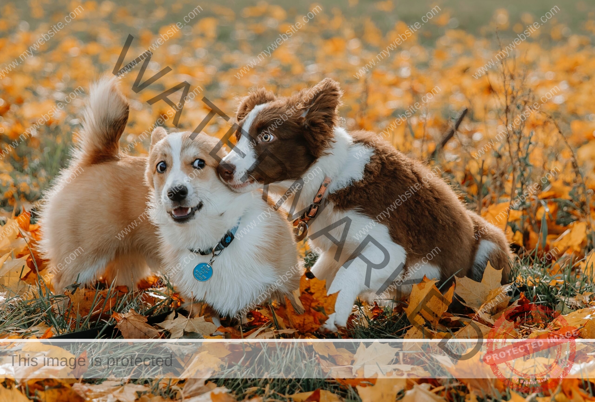 🔵 Unleashing the Joy: Exploring the World of Canine Social Clubs