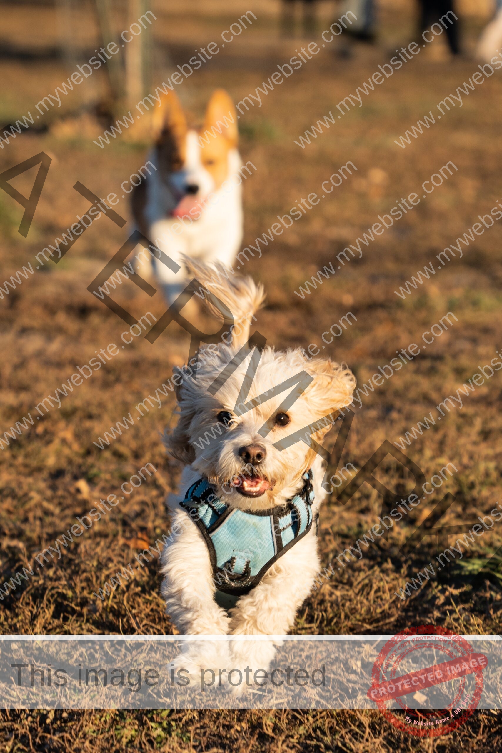 🔵 Cavapoo Dog & Cavapoo Puppies | A Comprehensive Guide