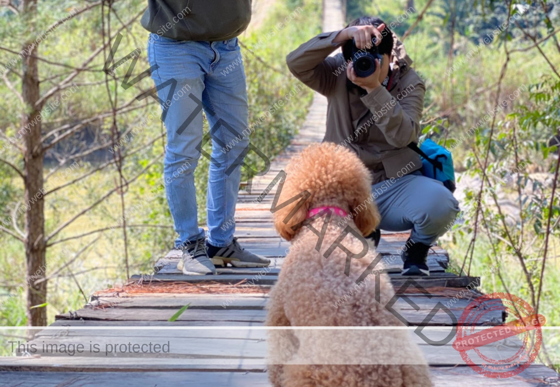 🔵 The Trending Business of Pet Photography in India