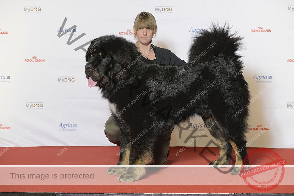 🔵 Tibetan Mastiff - Majestic and Mighty- Tibetan Mastiff price in India