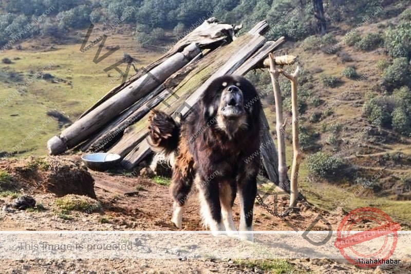 🔵 Tibetan Mastiff - Majestic and Mighty- Tibetan Mastiff price in India