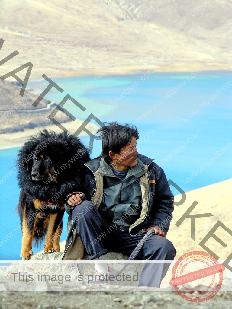 🔵 Tibetan Mastiff - Majestic and Mighty- Tibetan Mastiff price in India