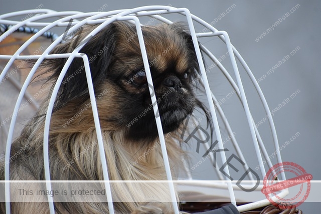 🔵 Dog Cage - Ensuring Safe Travels for Your Canine Companion