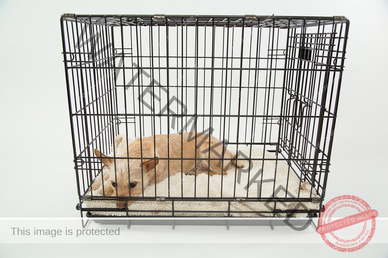 🔵 Dog Cage - Ensuring Safe Travels for Your Canine Companion